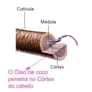 Óleo de Coco e seus Benefícios 29 córtex óleo de coco